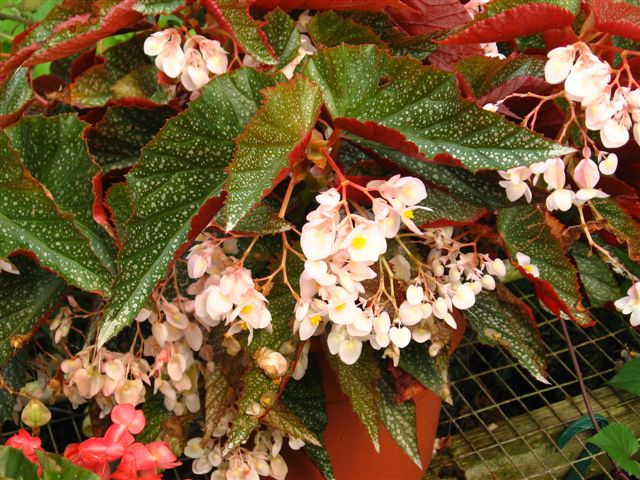 B. ‘Argenteo-Guttata’